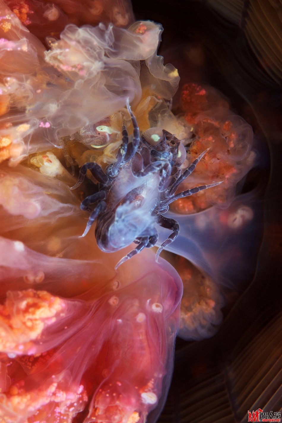 水母寄生虫