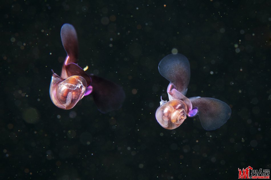 海蝴蝶