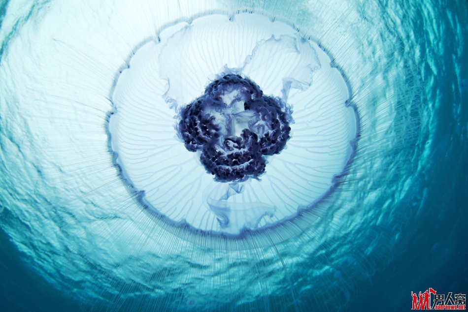 海月水母
