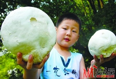一大一小，两只蘑菇，它们名叫马勃